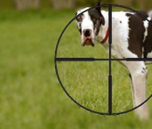 They shoot dogs don’t they?
