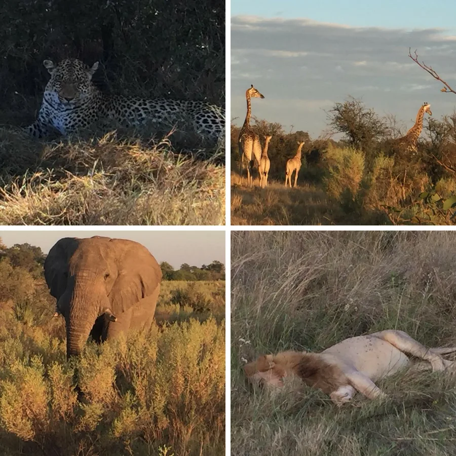 A four-panel collage showcasing a leopard resting in the shade, giraffes walking in sunlight, an elephant grazing in brush, and a lion lying on the grass—symbolizing natural diversity and observation, metaphorically linked to data awareness - ADR Events and GDPR