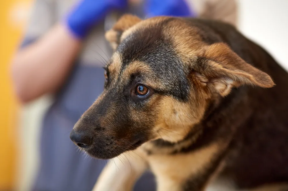 Can you sue a vet for malpractice? 4 Common Complaints in a Veterinary Clinic