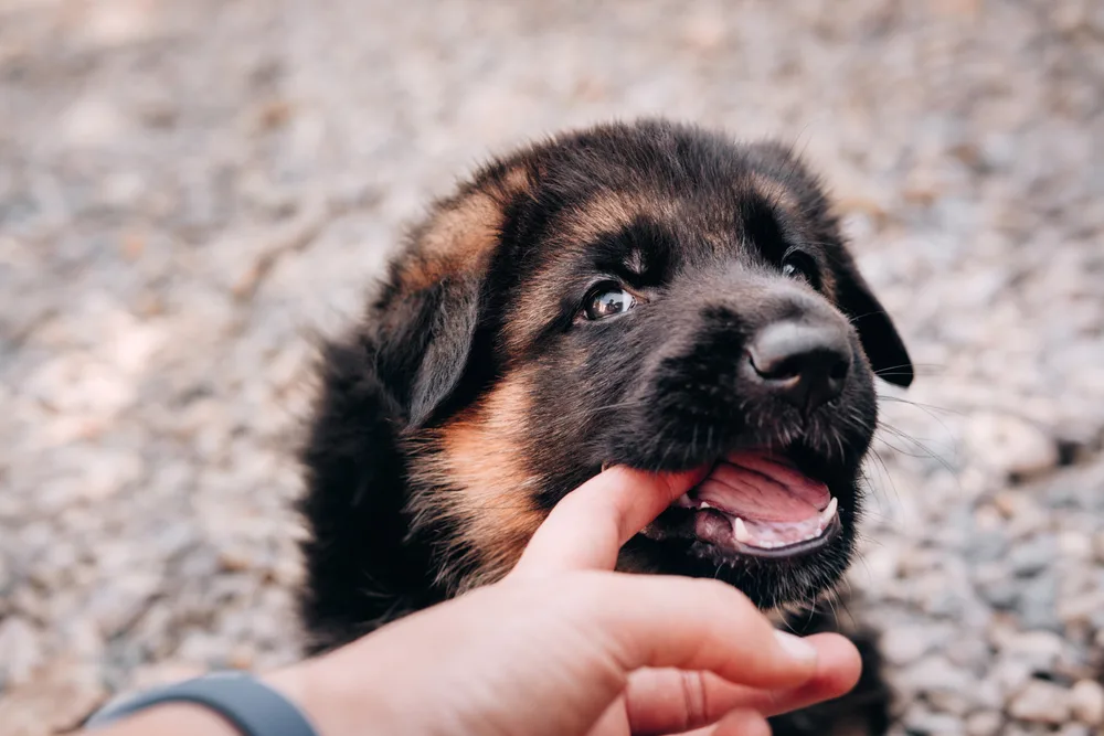 Do I need a lawyer for a dog bite?