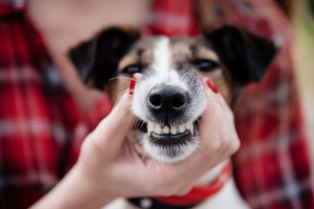 A person gently pulling back a dog’s lips to expose its teeth in a playful moment, symbolizing the importance of understanding canine behavior and potential legal issues - Dog Attack Legal Advice