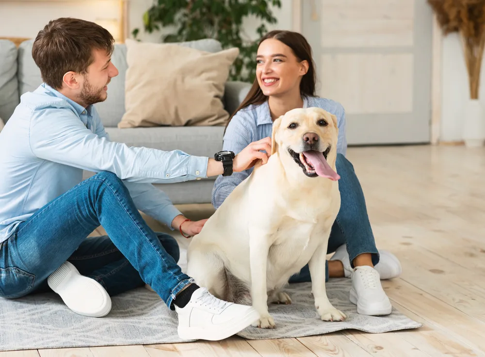 Who gets the dog in a divorce? 4 Factors Courts Consider When Determining Pet Custody