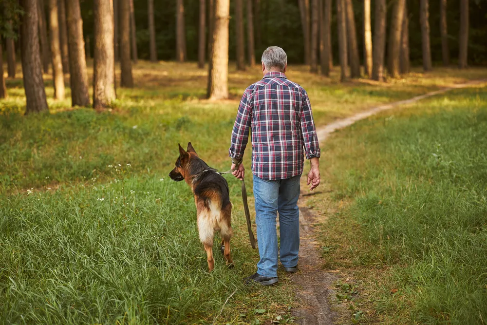 An older man walking with a German Shepherd through a wooded trail, representing responsible pet ownership and the importance of being informed about liability and safety - Dog Attack Legal Advice