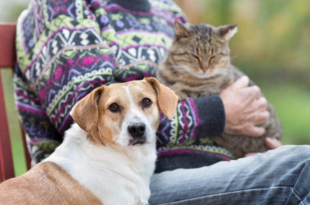 A person wearing a colorful sweater sits outdoors holding a calm tabby cat while a dog looks attentively at the camera, representing the human-animal bond in need of legal protection - Pet Legal Advice