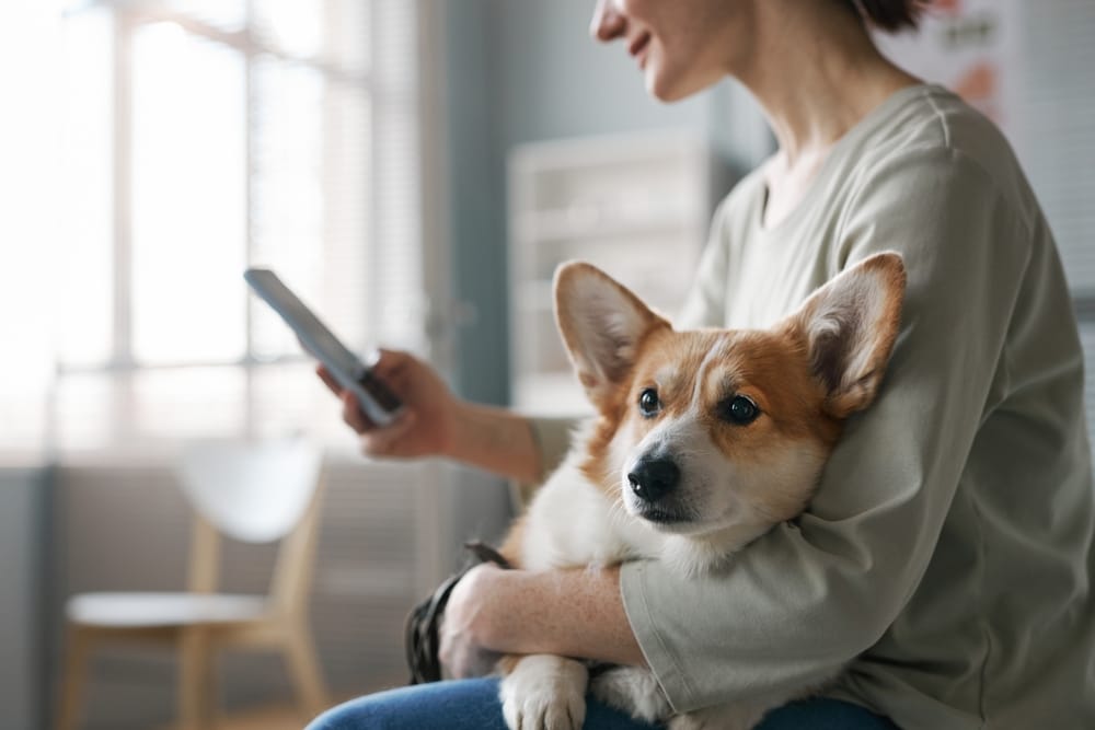 A woman sits indoors with a corgi in her arms while looking at her phone, possibly seeking legal guidance for pet-related matters - Pet Legal Advice